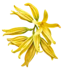 Κίτρινα άνθη ylang ylang με μακριά, κυματιστά πέταλα σε λευκό φόντο.