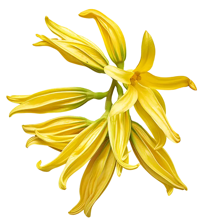 Κίτρινα άνθη ylang ylang με μακριά, κυματιστά πέταλα σε λευκό φόντο.