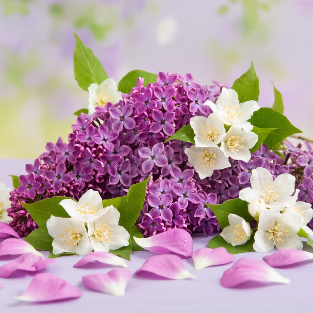 Lilac Meadow