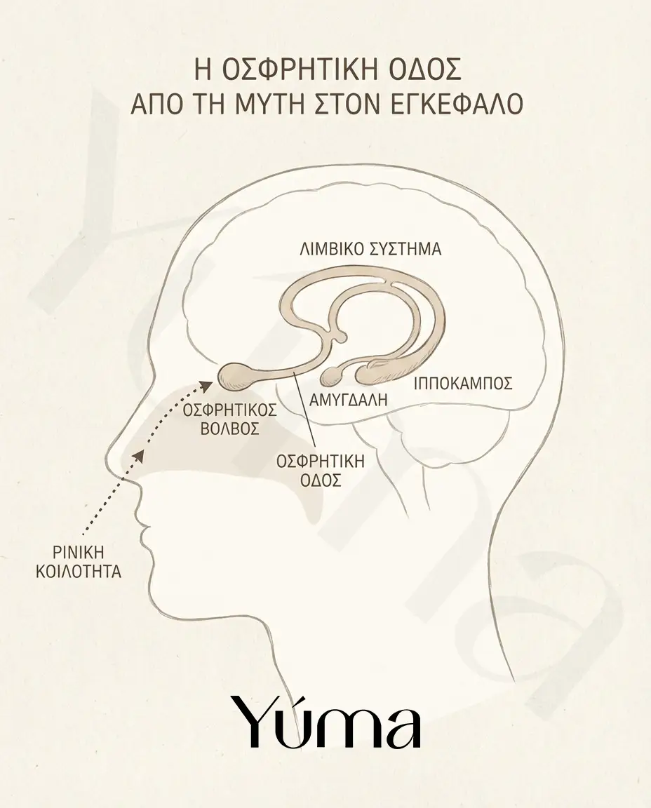 Σχηματική απεικόνιση της διαδρομής των πτητικών μορίων από τη ρινική κοιλότητα προς το οσφρητικό επιθήλιο και τον εγκέφαλο. Σχηματική απεικόνιση της διαδρομής των πτητικών μορίων από τη ρινική κοιλότητα προς το οσφρητικό επιθήλιο και τον εγκέφαλο.